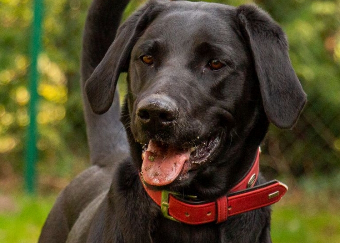 Labrador-Hund, Nala, Tierheim Burgdorf