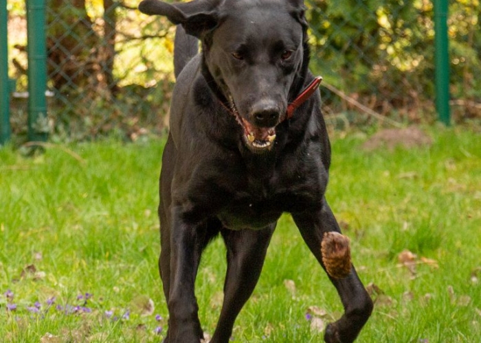 Labrador-Hund, Nala, Tierheim Burgdorf