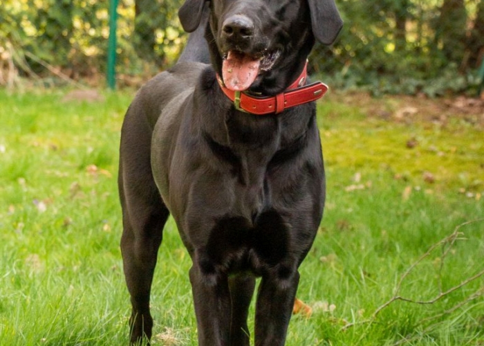 Labrador-Hund, Nala, Tierheim Burgdorf