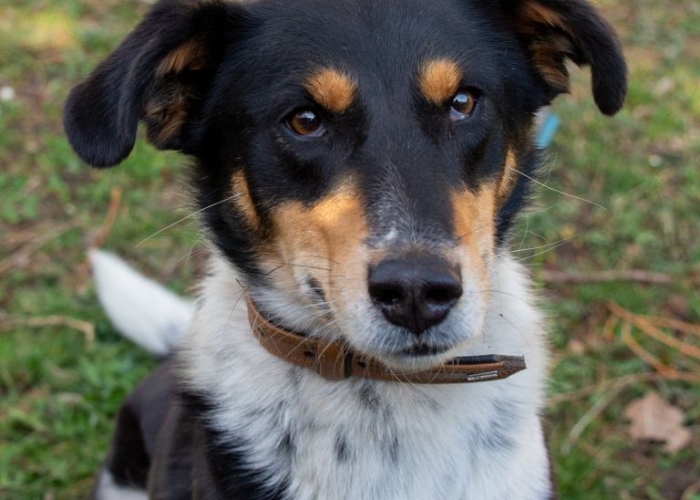 Hund, Mischling, Levina, Tierheim Burgdorf