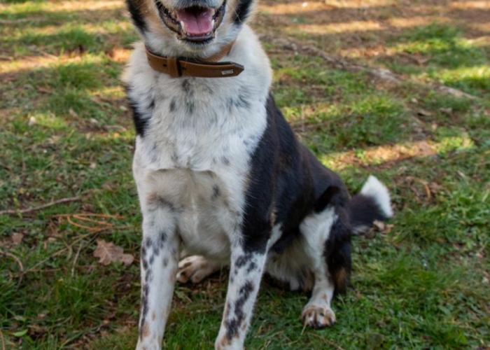 Mischling-Hund, Levina, Tierheim Burgdorf