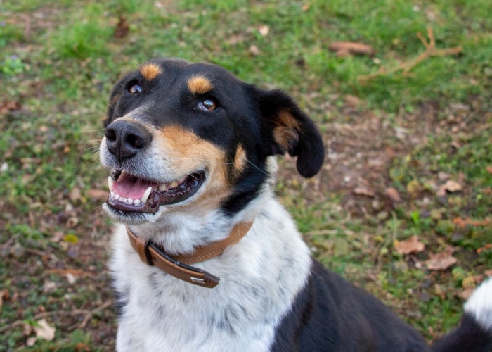 Mischling-Hund, Levina, Tierheim Burgdorf