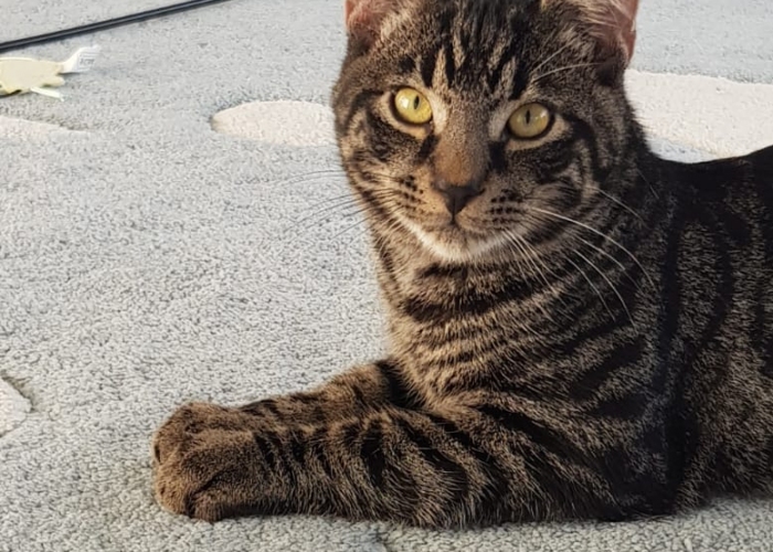 Katze, EKH, Monty, Tierheim Burgdorf