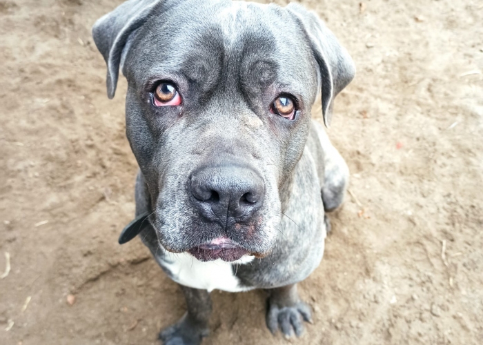 CaneCorso-Hund, Henry, Tierheim Burgdorf