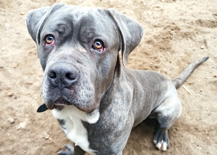 CaneCorso-Hund, Henry, Tierheim Burgdorf