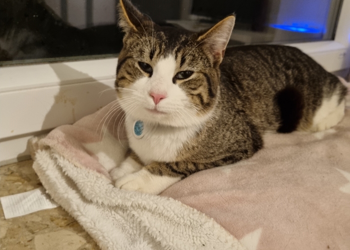 Katze, EKH, Unbekannt, Tierheim Burgdorf