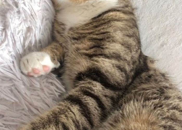 Katze, EKH, Dusty, Tierheim Burgdorf