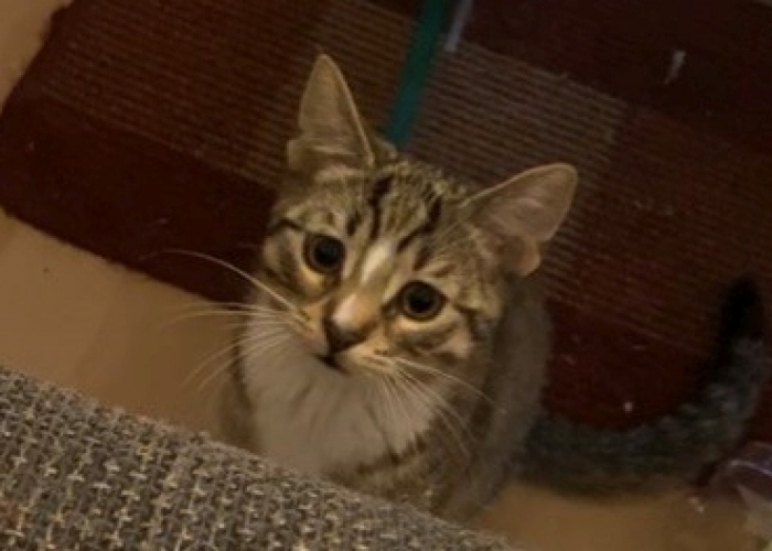 EKH-Katze, Dusty, Tierheim Burgdorf
