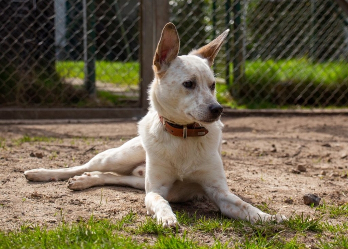 Hund, (Cattledog/Spitz-)Mischling, Fiete, Tierheim Burgdorf