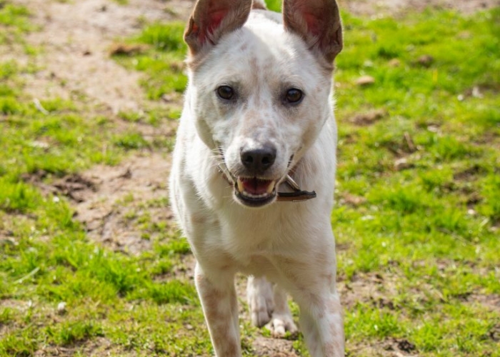 (Cattledog/Spitz-)Mischling-Hund, Fiete, Tierheim Burgdorf