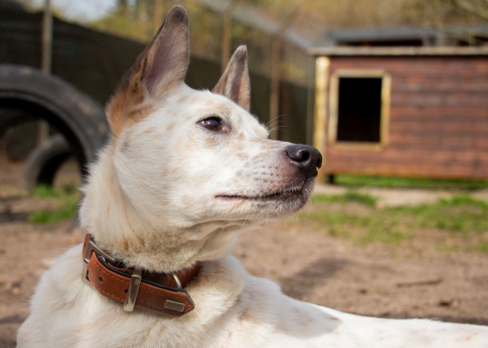 (Cattledog/Spitz-)Mischling-Hund, Fiete, Tierheim Burgdorf