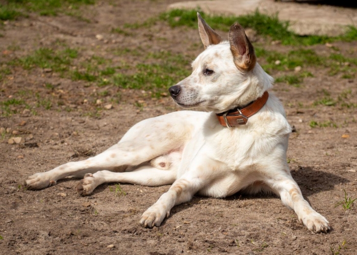 (Cattledog/Spitz-)Mischling-Hund, Fiete, Tierheim Burgdorf