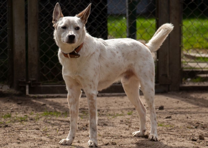 (Cattledog/Spitz-)Mischling-Hund, Fiete, Tierheim Burgdorf