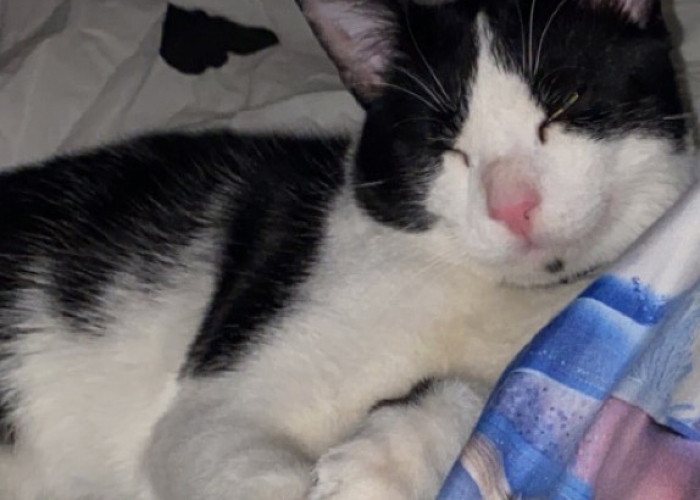 Katze, EKH, Lilly, Tierheim Burgdorf