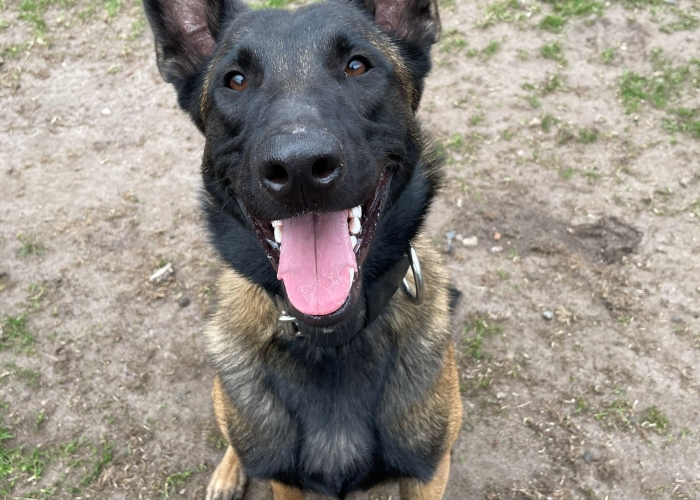 Hund, Malinois, Aiden , Tierheim Burgdorf