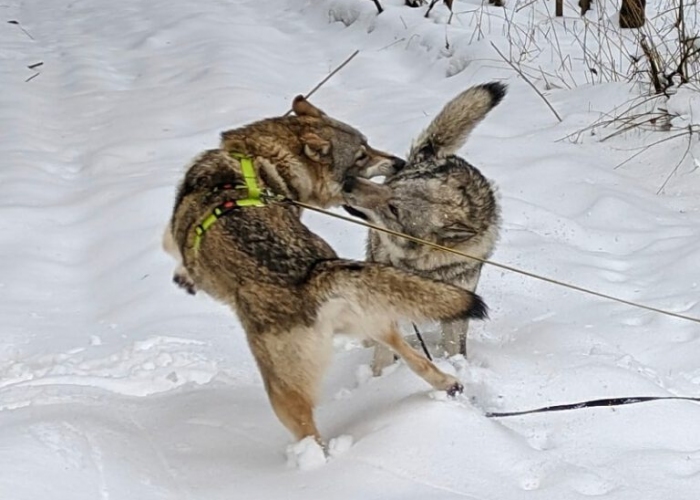 Hund, Wolfshund, Freya und Tjelvar, Tierheim Burgdorf