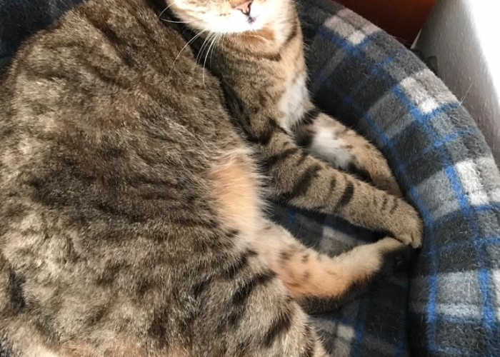 EKH-Katze, Lina, Tierheim Burgdorf