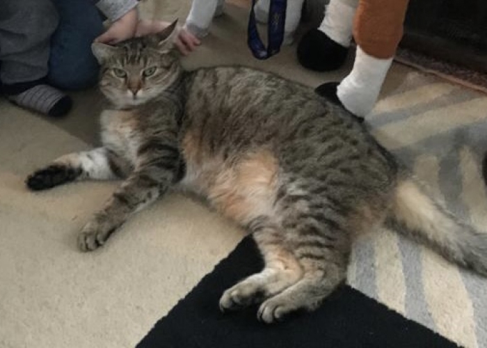 EKH-Katze, Lina, Tierheim Burgdorf