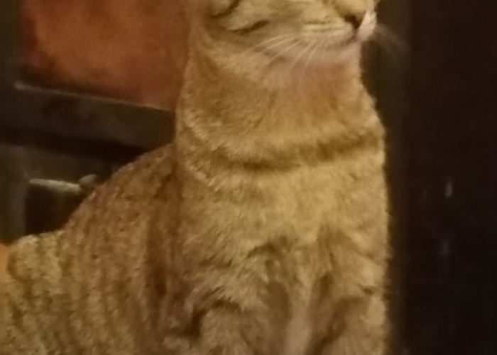 Katze, EKH, Polly, Tierheim Burgdorf