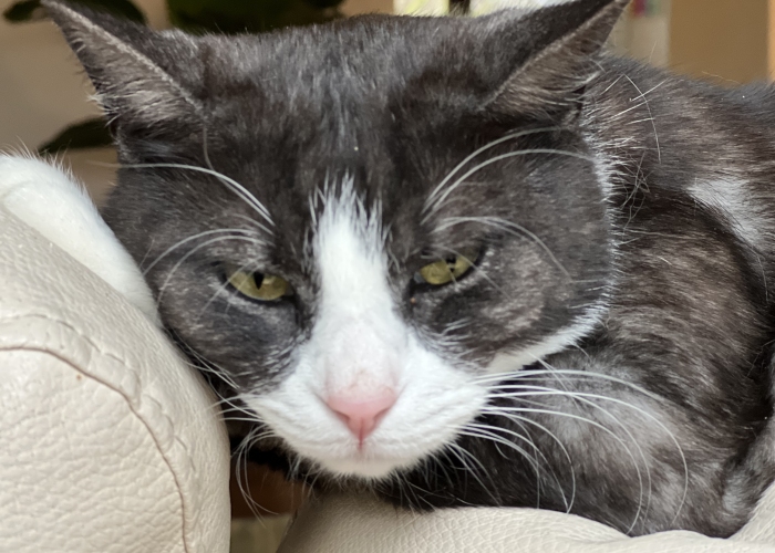 Katze, BKH, Lenka, Tierheim Burgdorf