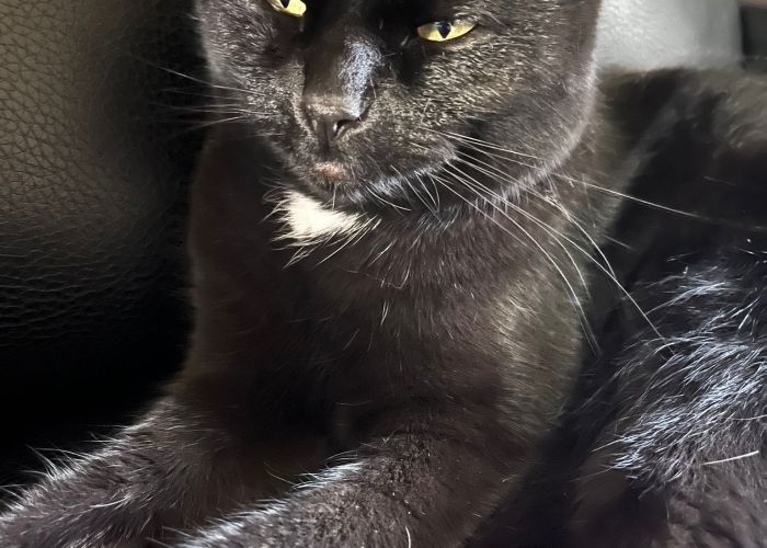 Katze, EKH, Fundkatze06.05.2022, Tierheim Burgdorf