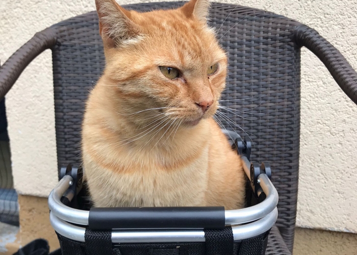 Katze, EKH, Tigger, Tierheim Burgdorf