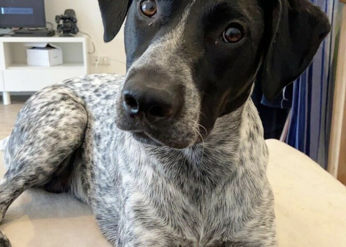 Cattle Dog-Deutsch Kurzhaar-Magyar Vizsla-Mix-Hund, Simba, Tierheim Burgdorf