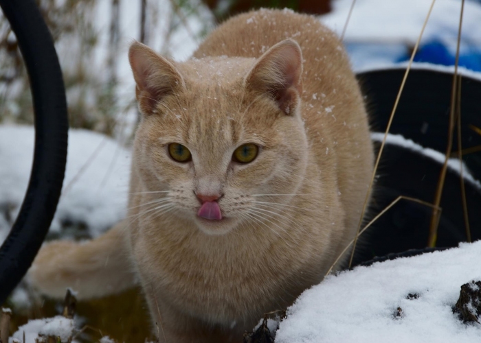 Katze, Mischling, Georgie, Tierheim Burgdorf