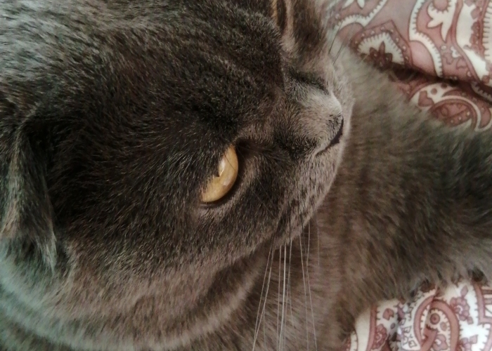 Katze, BKH, George, Tierheim Burgdorf