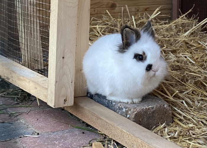 Kleintier, Löwenkopf , Freddie, Tierheim Burgdorf