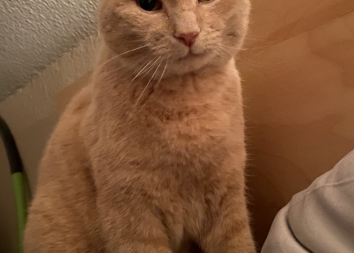Katze, EKH, Cooper, Tierheim Burgdorf