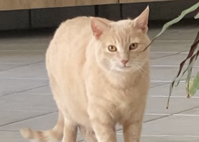 EKH-Katze, Cooper, Tierheim Burgdorf