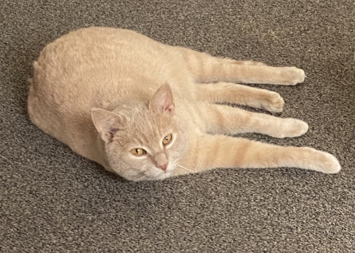 EKH-Katze, Cooper, Tierheim Burgdorf