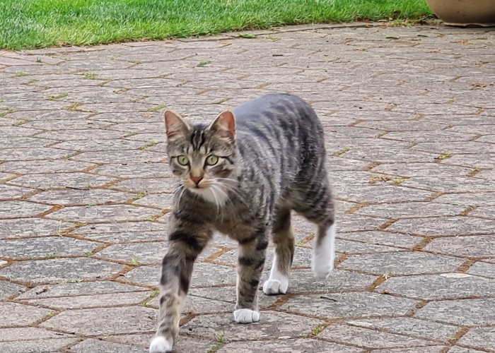 Katze, EKH, Max, Tierheim Burgdorf