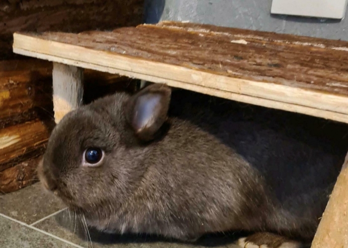 Zwergkaninchen-Kleintier, Klopfer-Hope-Toffie, Tierheim Burgdorf