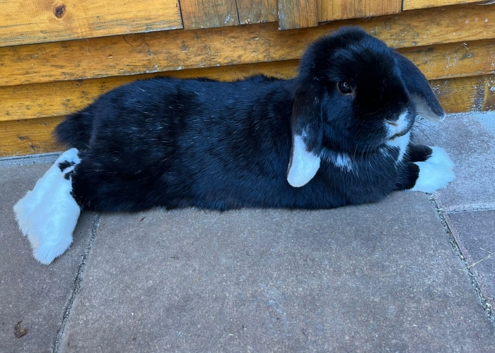 Zwergwidder und Löwenkopf-Kleintier, Robbie und Toffie, Tierheim Burgdorf