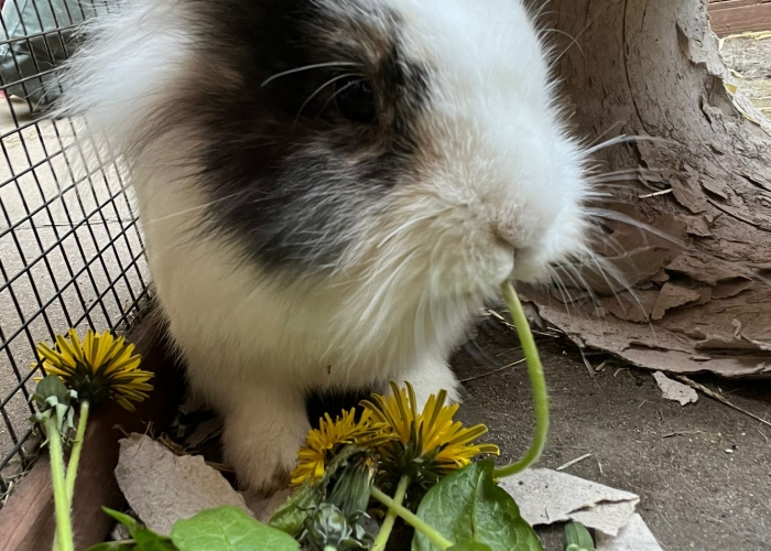 Zwergwidder und Löwenkopf-Kleintier, Robbie und Toffie, Tierheim Burgdorf
