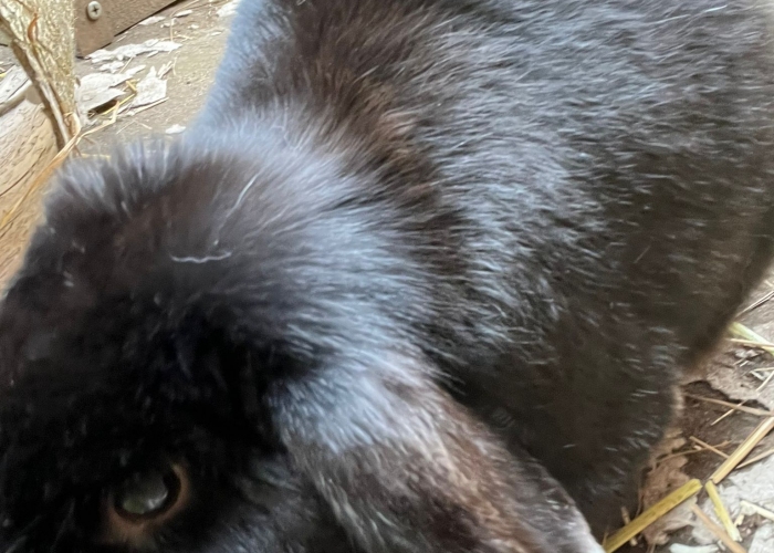 Zwergwidder und Löwenkopf-Kleintier, Robbie und Toffie, Tierheim Burgdorf