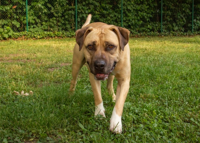 Hund, Mastiff-Mix, Bilbo, Tierheim Burgdorf