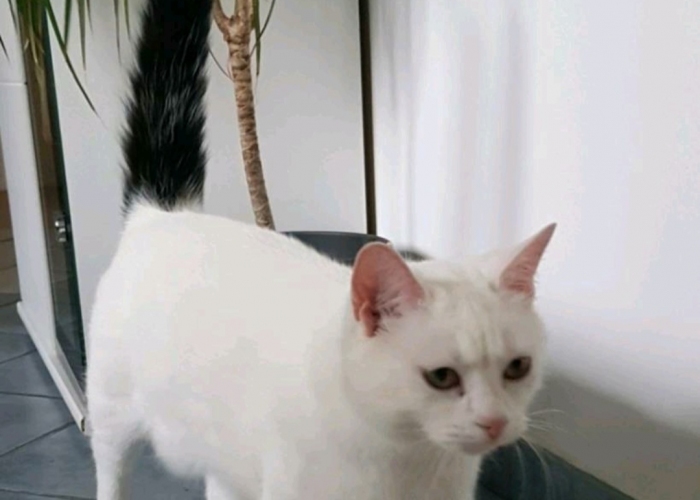 Katze, EKH, Peaches, Tierheim Burgdorf