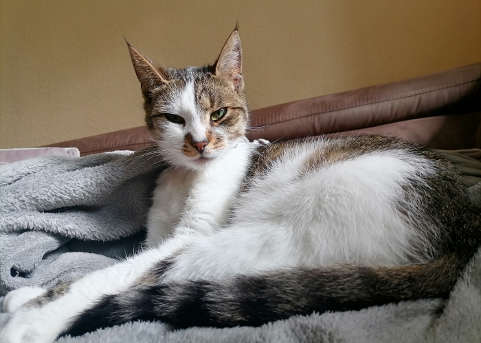 Katze, , Tosia, Tierheim Burgdorf