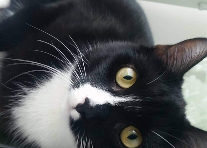 Katze, EKH, Saijmon , Tierheim Burgdorf