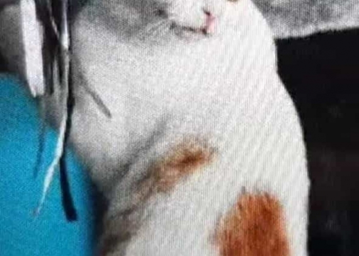 -Katze, Snoopy, Tierheim Burgdorf