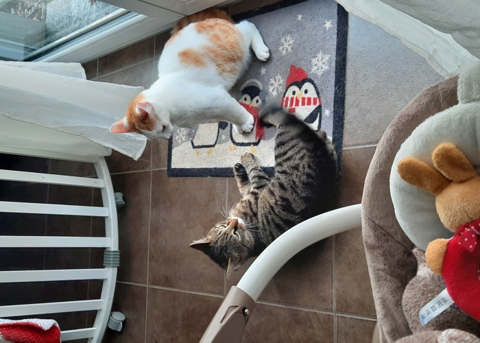 -Katze, Snoopy, Tierheim Burgdorf
