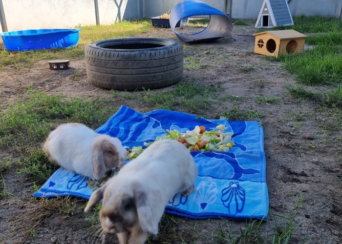Kleintier, Widder, Timasia und Karla, Tierheim Burgdorf