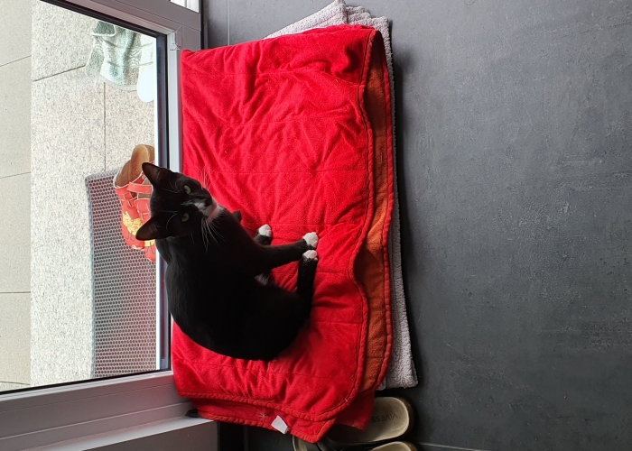 Katze, EKH, Humphrey, Tierheim Burgdorf