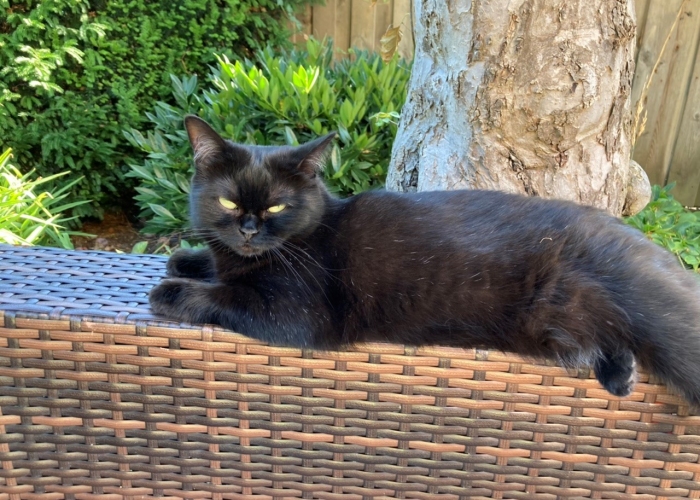 Katze, Britisch- Kurzhaar EKH Mix , Mimmi, Tierheim Burgdorf