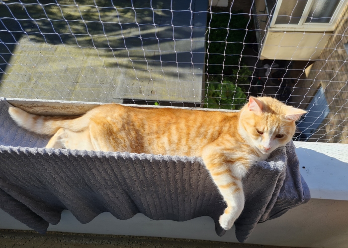 Katze, EKH Mischling, Loki, Tierheim Burgdorf
