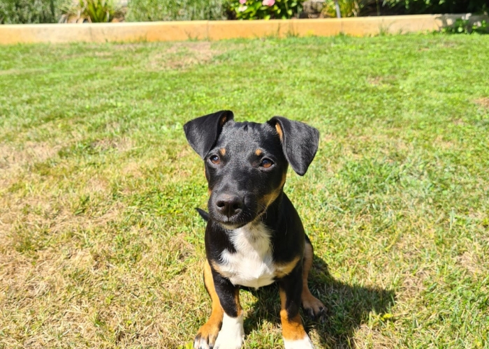 Hund, Jack Russell Dackel Mix, Kira, Tierheim Burgdorf