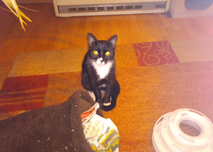 EKH-Katze, Jannis, Tierheim Burgdorf